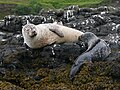 Una foca grigia mentre allatta un suo cucciolo