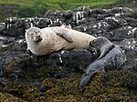 Un phoque gris (Halichoerus grypus) nourrissant un petit, île de Skye.