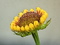 50 Helenium 'El Dorado'. Opengebarsten bloemknop. 18-07-2021. (d.j.b) uploaded by Famberhorst, nominated by Famberhorst,  18,  0,  0