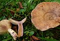 !Lactarius violascens!