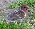 Lesser redpoll