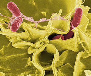 Salmonella enterica