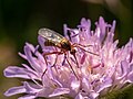 # 23 Rhamphomyia auf einer Blüte im FFH Gelände Mainaltarm bei Dörfleins