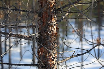 Nature of Inari