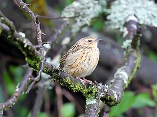 Anthus nilghiriensis