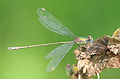 15. A rabló szitakötők (Lestidae) családjába tartozó zöld rabló (Chalcolestes viridis) (javítás)/(csere)