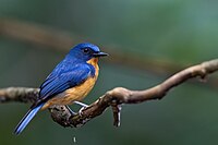 Blue flycatcher with orange belly