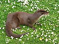 Loutre commune (Lutra lutra)