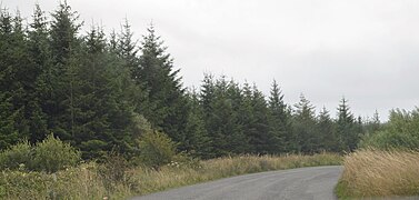 Forest on The Burren - geograph.org.uk - 5962475.jpg