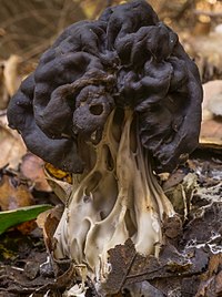 Helvella dryophila