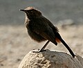 Juvenile; Parli, Maharashtra, India