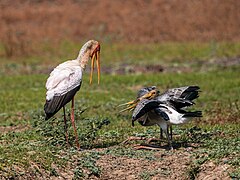 Juveniles Feeding Adult Yellow-billed Stork Lupande Jul23 A7R 06338.jpg