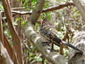 Bijilo Forest Park, Gambia