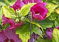 15 Migrant hawker (Aeshna mixta) male on Weigela Florida Brigela Moulin Rouge uploaded by Charlesjsharp, nominated by Charlesjsharp,  19,  1,  0