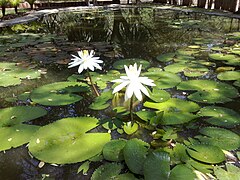 Nenúfares en el Zoofari, Cuernavaca, Morelos.jpg