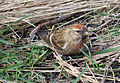 Dull male; East Chevington, Northumberland, England