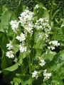 Flowers, cultivated in Netherlands