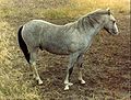 Section A, Welsh Mountain Pony