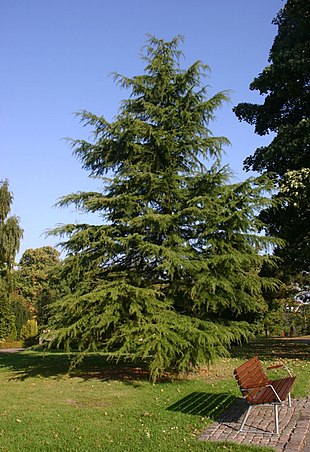 Himalaya-Ceder (Cedrus deodare). Nordre Kirkegård, Århus.