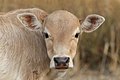 58 Close-up photograph of a calf's head looking at the viewer in Don Det Laos uploaded by Basile Morin, nominated by Basile Morin,  24,  0,  0