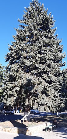 Picea pungens in Gori, Georgia (Country).jpg