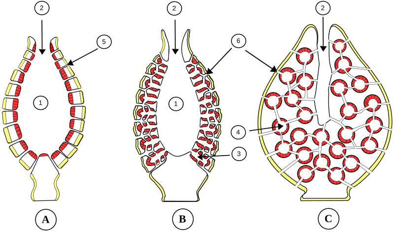 File:Porifera Types-fr.svg