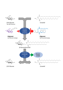 Reaktion des Glucosylceramidaufbaus und -abbaus sowie Einfluss der Substratreduktionstherapiepräparate Eliglustat und Miglustat bzw. Enzymersatztherapie