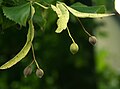 Tilia cordata (rekaulescencija)