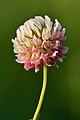 11 Trifolium hybridum inflorescence - Keila uploaded by Iifar, nominated by Iifar,  21,  0,  0