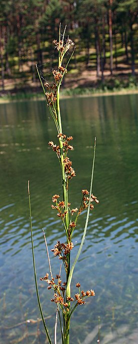 Isotaarna eli taarna (Cladium mariscus)