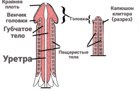 Строение полового члена и клитора.png