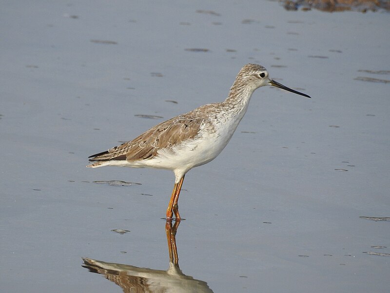 File:Marsh sandpiper-kattamapally - 4.jpg