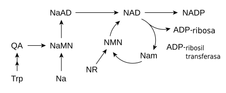 NAD metabolism spanish.svg