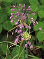 Allium carinatum