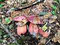 !!Boletus rubrosanguineus!!