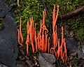 Clavariaceae (Clavulinopsis corallinorosacea)