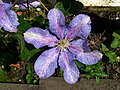 Clematis 'Teksa'