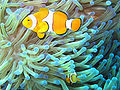 Clownfish