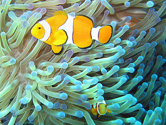 La symbiose du poisson clown (Amphiprion ocellaris) et de l'anémone de mer (Heteractis magnifica), photographiée sur la grande barrière de corail, en Australie. (définition réelle 1 600 × 1 200*)