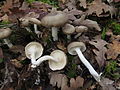 Hygrophorus agathosmus