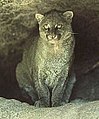 Jaguarundi LC - least concern (ei trüüwet)