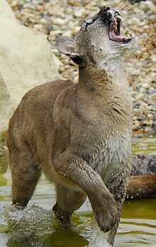 Puma ve vodě s otevřenou tlamou, která hledí směrem vzhůru, přičemž lze spatřit část jejího chrupu a růžového jazyka