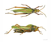 Prionolopha serrata