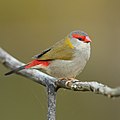 2 Red-browed Finch - Penrith uploaded by JJ Harrison, nominated by Iifar,  19,  0,  0