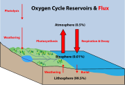 Diagramme du cycle de l'oxygène.