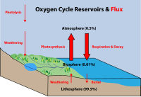 Oxygen cycle