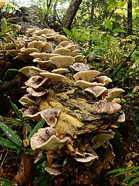 Omphalotus japonicus