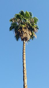 palm tree