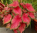 Caladium bicolor 'Florida Sweetheart'.