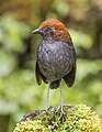 Chestnut-naped antpitta